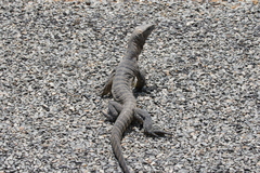 Varanus rosenbergi