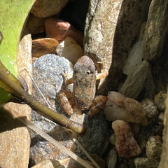 Mannophryne trinitatis