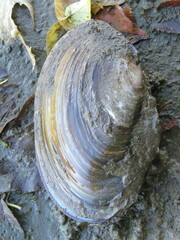 Potamilus ohiensis