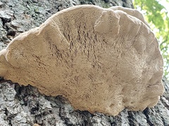 Polyporaceae
