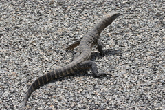 Varanus rosenbergi