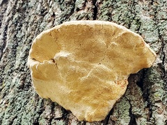 Polyporaceae