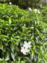 Wrightia antidysenterica