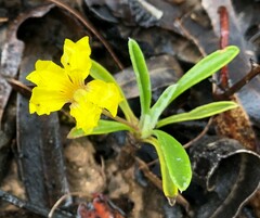 Goodenia willisiana