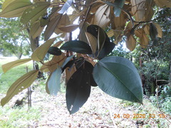 Miconia argentea