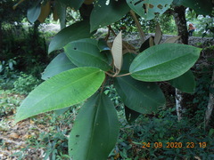 Miconia argentea