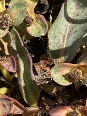 Euphorbia tuberosa