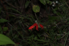 Lamourouxia multifida