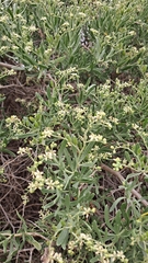 Nitraria billardierei