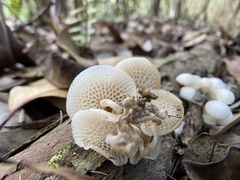 Favolaschia manipularis