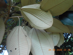 Miconia argentea