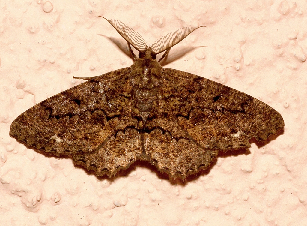 Medasina gleba