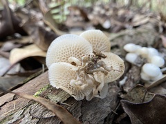 Favolaschia manipularis