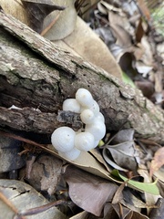 Favolaschia manipularis