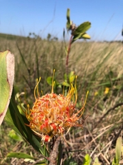 Leucospermum innovans