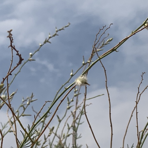Sericorema remotiflora image