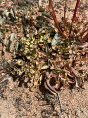 Euphorbia tuberosa