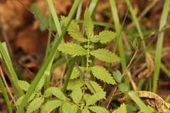 Agrimonia parviflora