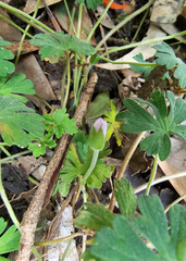 Geranium solanderi