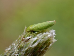 Batracomorphus