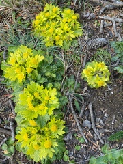 Sanicula arctopoides