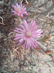 Mesembryanthemum junceum