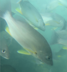 Lutjanus russellii