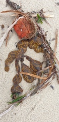 Botrylloides perspicuus
