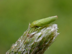 Batracomorphus