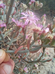 Mesembryanthemum junceum