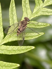 Chrysopilus