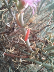 Mesembryanthemum junceum