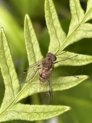 Chrysopilus