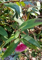 Syzygium wilsonii