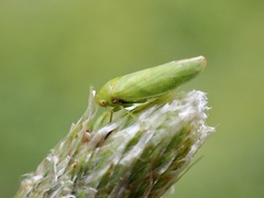 Batracomorphus