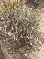 Mesembryanthemum junceum