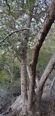 Quercus