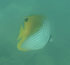 Chaetodon auriga