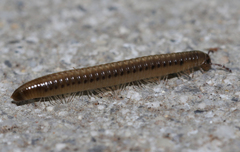 Ommatoiulus moreleti