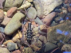 Hesperoperla pacifica