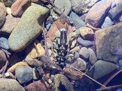 Hesperoperla pacifica