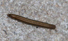 Ommatoiulus moreleti