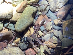 Hesperoperla pacifica