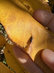 Phylloxera caryaevenae