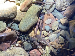 Hesperoperla pacifica