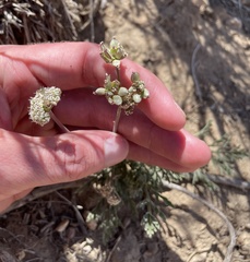 Lomatium nevadense