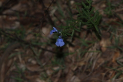 Salvia reptans