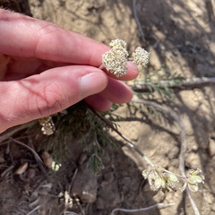 Lomatium nevadense