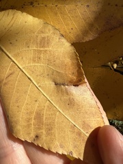 Phylloxera caryaevenae