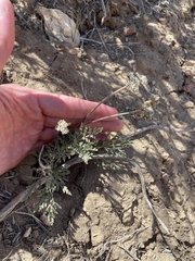 Lomatium nevadense